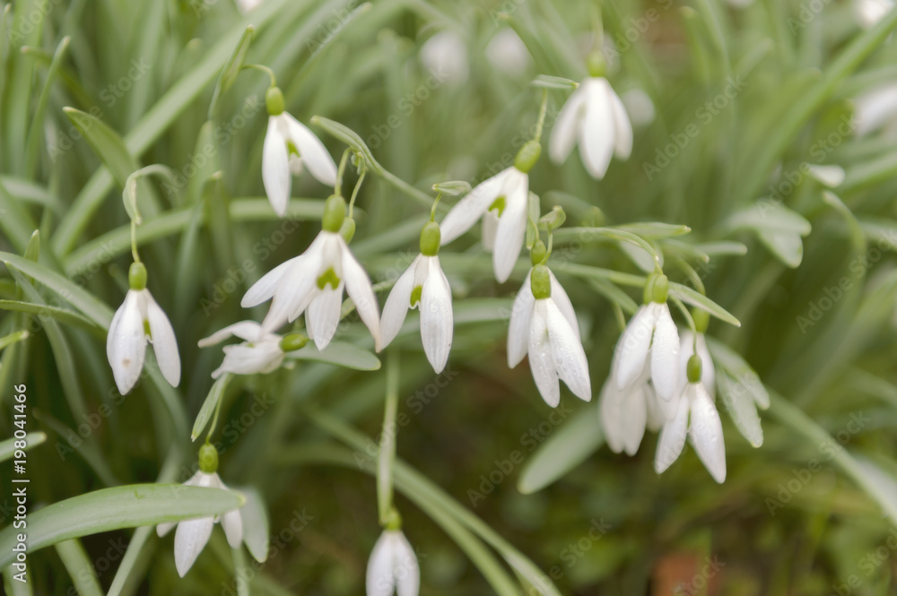 Snowdrops - the first spring flower Snowdrops - the first spring flower