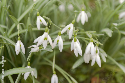 Snowdrops - the first spring flower