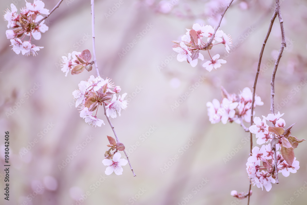 branches with white delicate spring flowers of fruit tree. tender flowers of cherry blossoms in early spring. Delicate artistic photo. selective focus.
branches with white delicate spring flowers of fruit tree. tender flowers of cherry blossoms in early spring. Delicate artistic photo. selective focus.