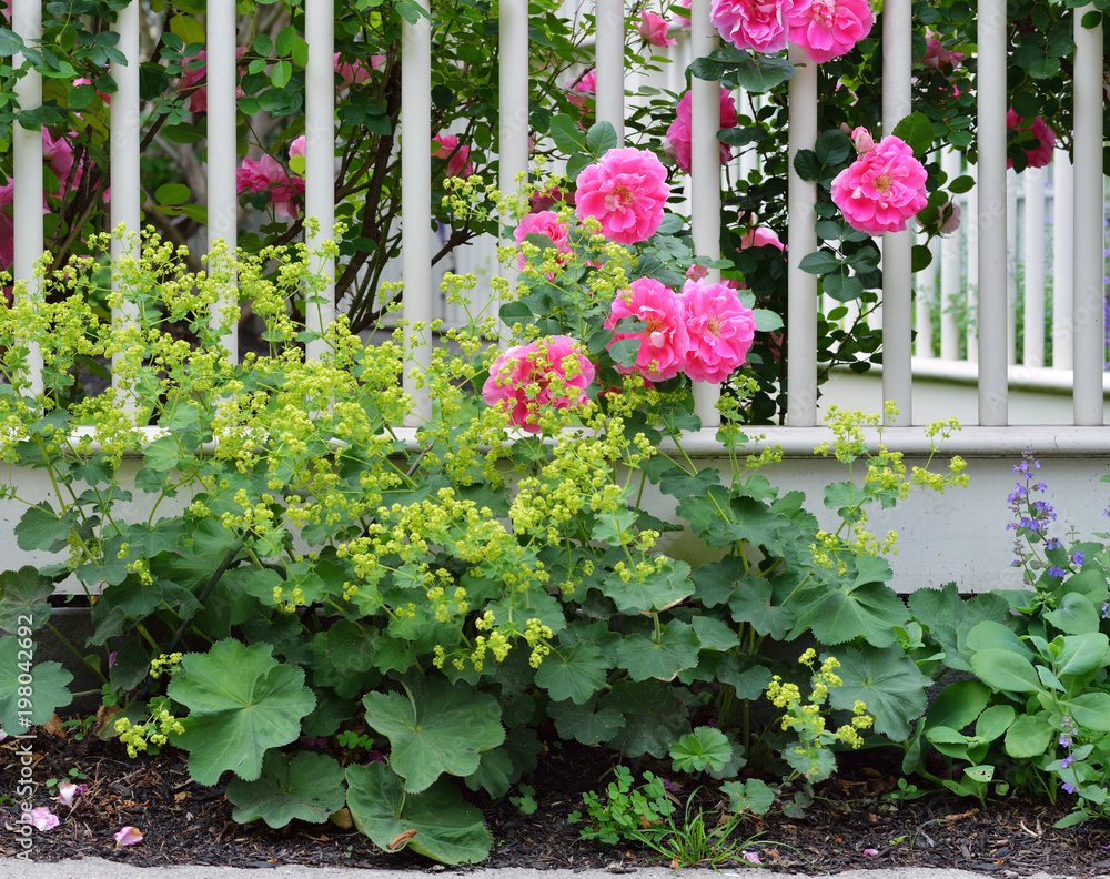 Pink Roses and Lady's Mantle on White Wooden Fence Pink Roses and Lady's Mantle on White Wooden Fence
