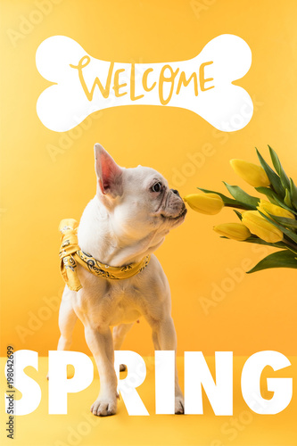 french bulldog dog and yellow tulips with WELCOME SPRING sign