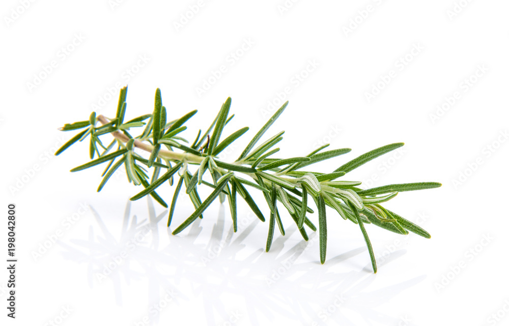 Naklejka premium Rosemary isolated on white background