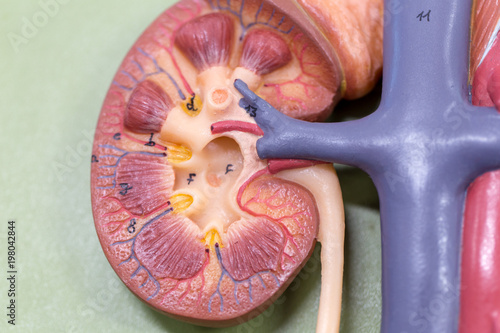 Canvas Print Study and learn about kidney in laboratory.