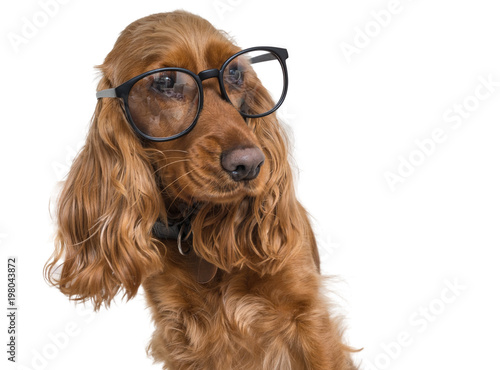Fototapeta Naklejka Na Ścianę i Meble -  Intelligent and clever dog wearing eyeglasses. Isolated on white background.