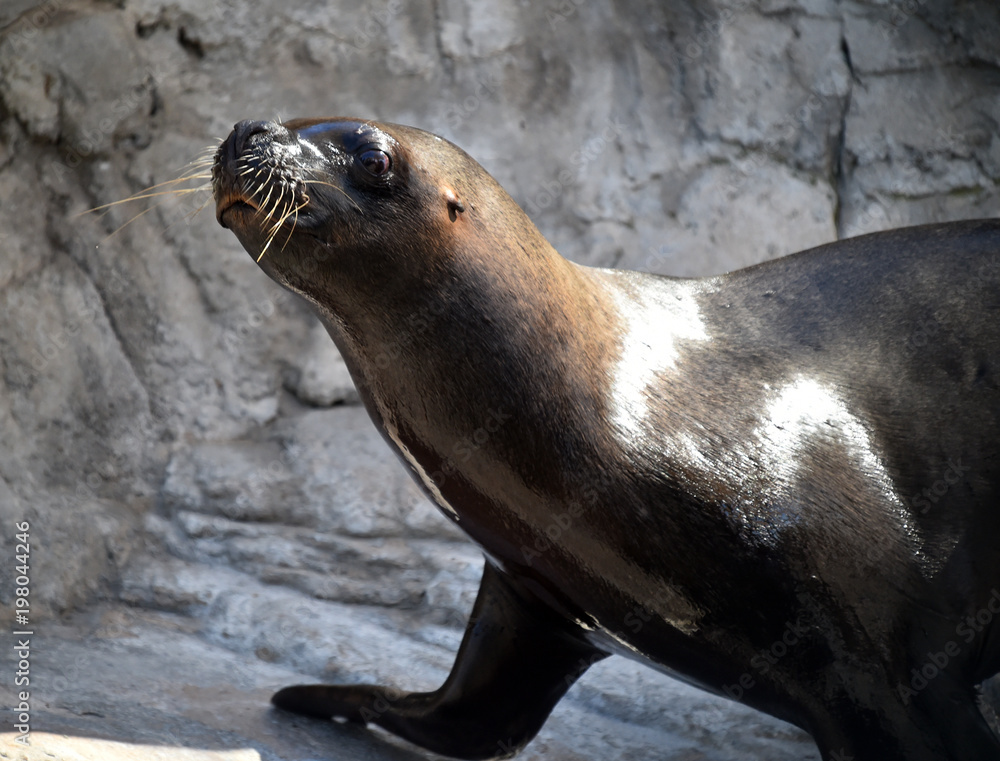 Fototapeta premium foca