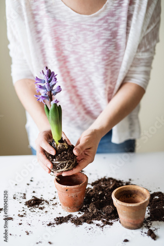 Young woman planting flower seedlings at home.