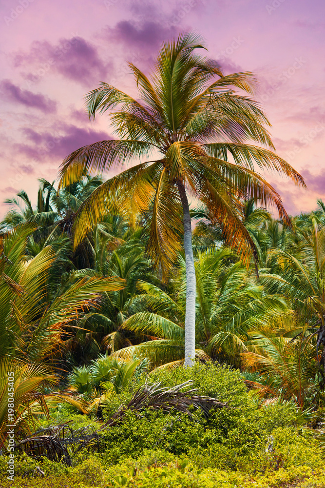 Fototapeta The tropical forest, palm trees on the beach background of palm trees.