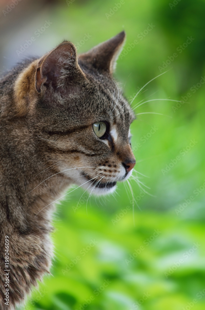 Tabby cat, close up in garden, portrait with the green blurred background Tabby cat, close up in garden, portrait with the green blurred background