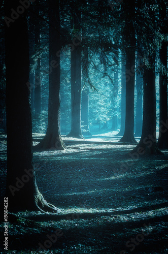 Fototapeta Mystical path through the woods at moonlight