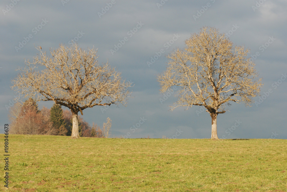 Arbres magiques Arbres magiques