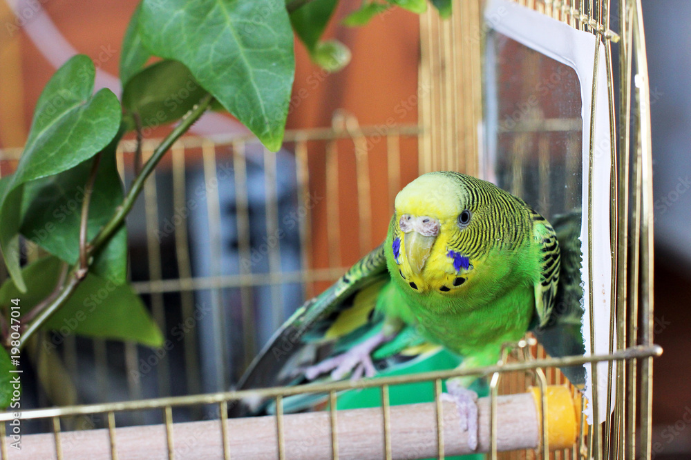 Obraz premium A beautiful wavy parrot near the mirror. Yellow-green parrot