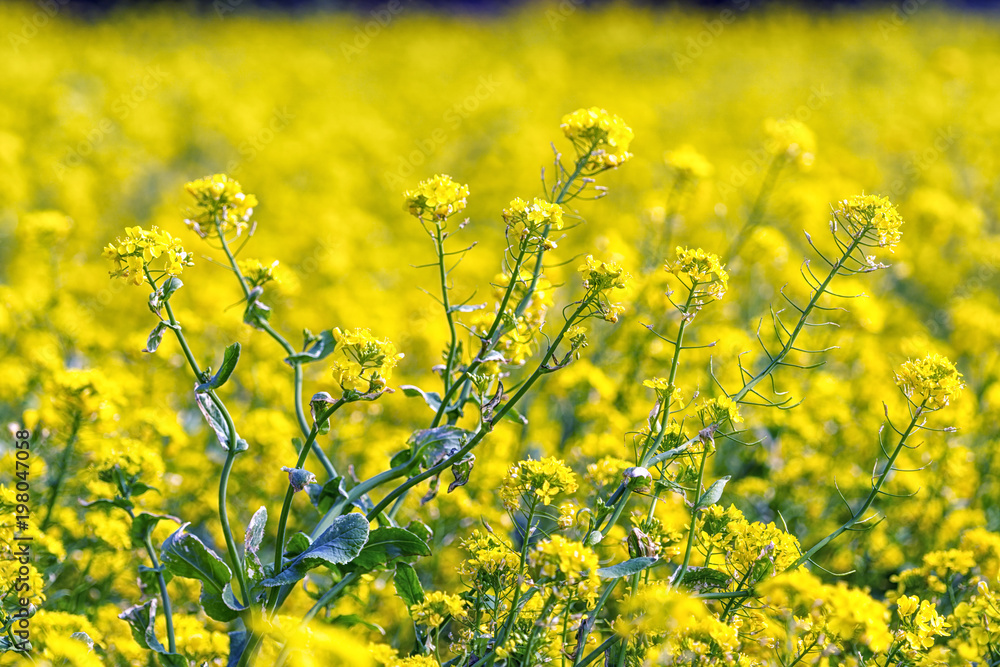 Obraz premium canola flower field in jeju island close ups