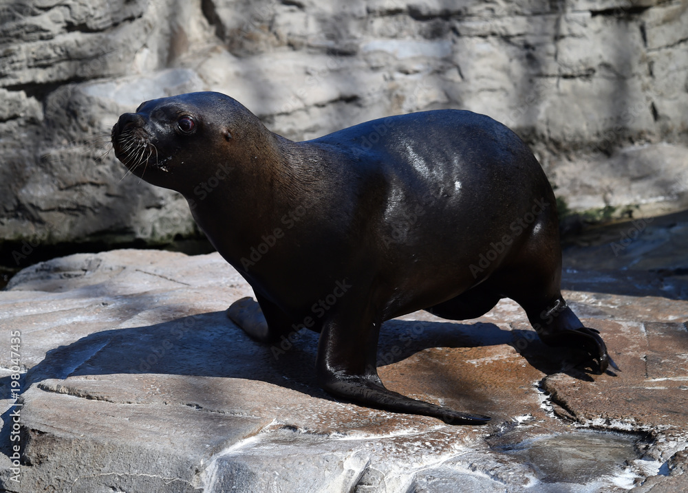 Fototapeta premium foca
