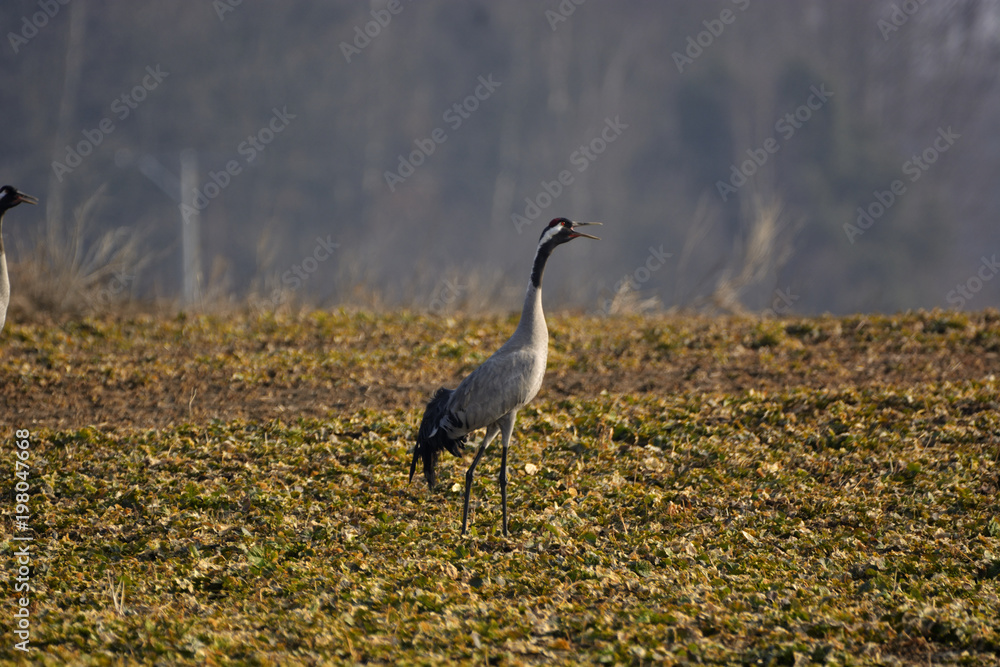 Fototapeta premium cranes on the field