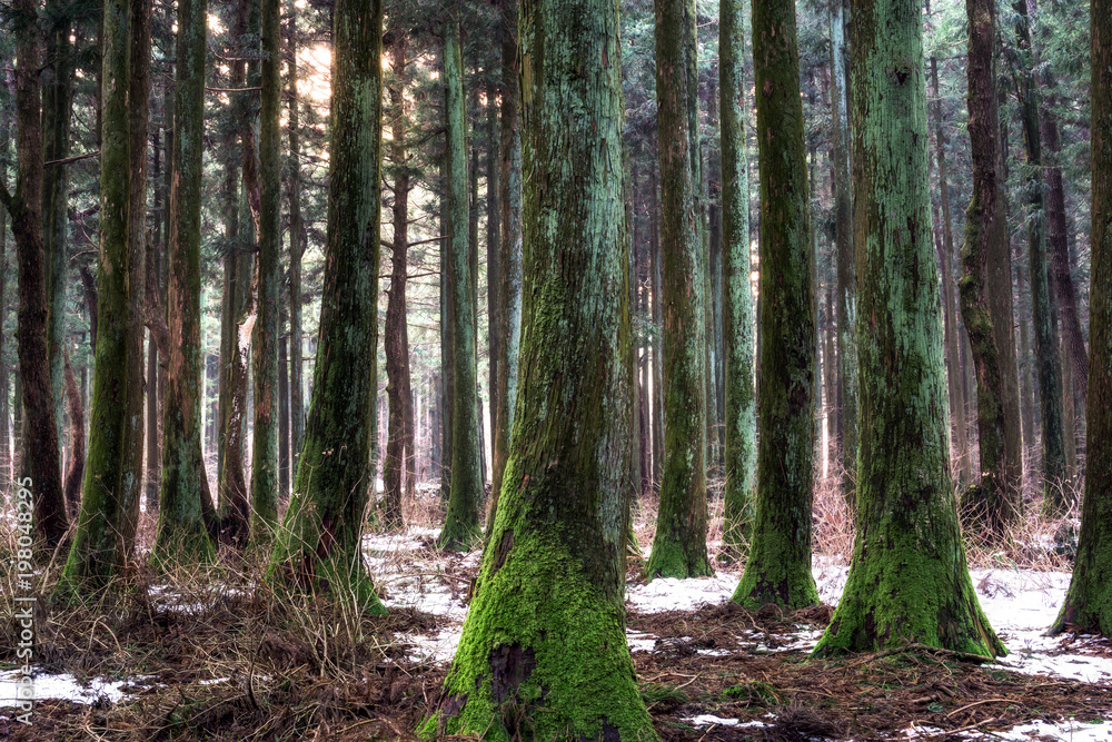 saryeoni cedar tree forest in winter saryeoni cedar tree forest in winter