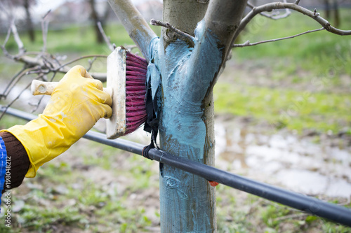 The farmer uses fungicides on wood with brush. bordeaux mixture photo