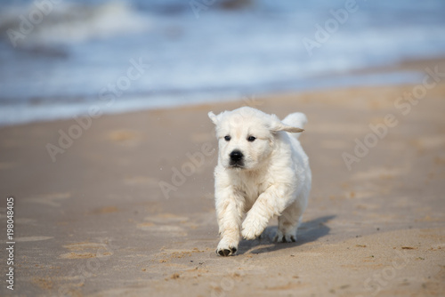 golden retriever puppy running on a beach