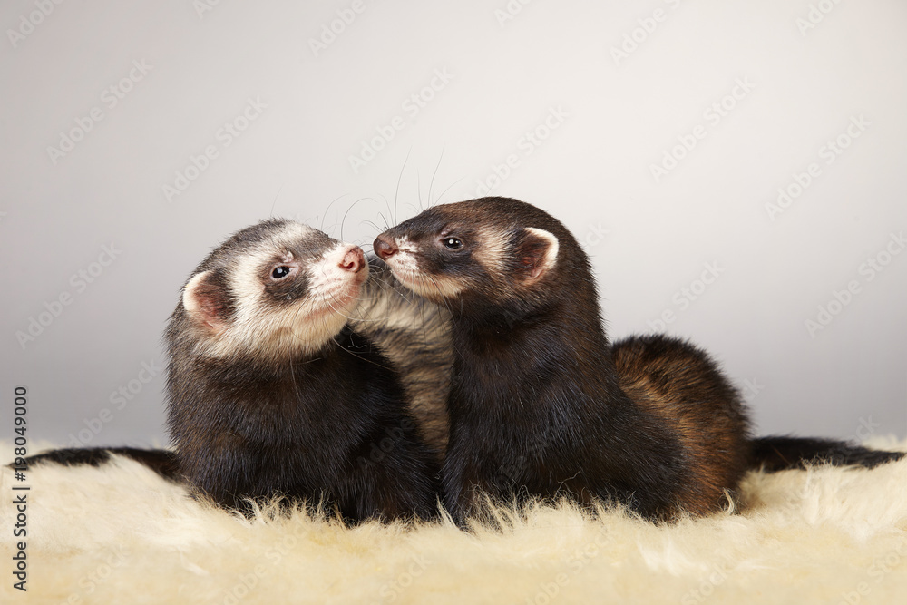 Pretty dark ferret couple portrait in studio Pretty dark ferret couple portrait in studio