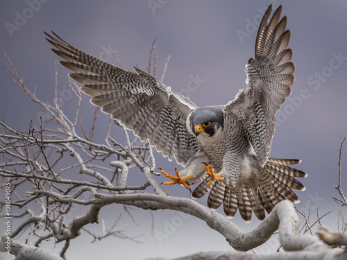 Canvas Print Peregrine Falcon