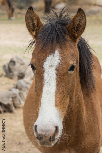 Close Up Portrait of a Wild Horse in Arizona © natureguy