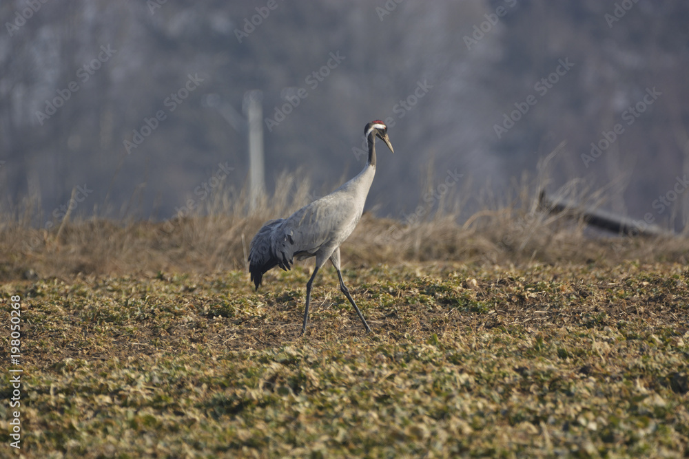 Fototapeta premium cranes on the field