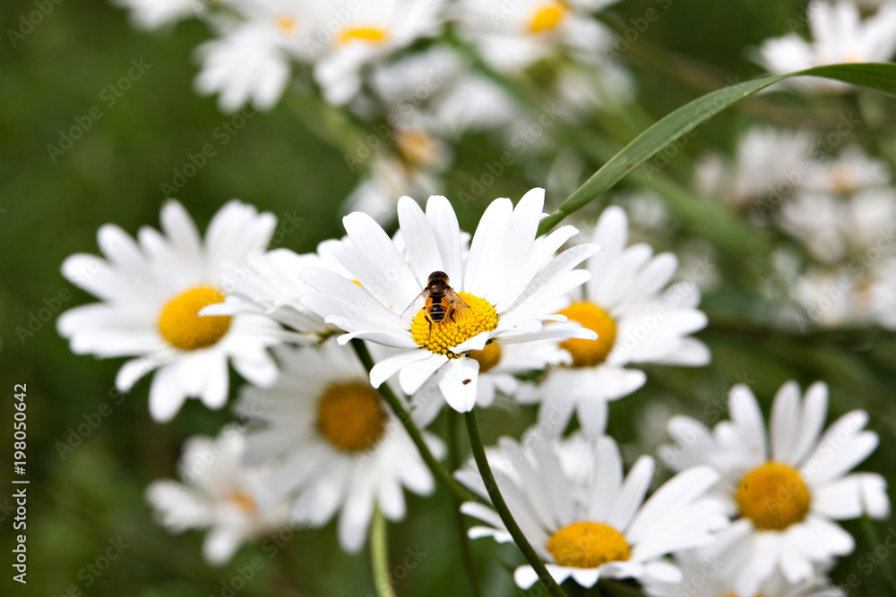 Lot of beautiful wild field chamomile flowers with white petals on meadow in summer day