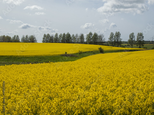 Fototapeta Naklejka Na Ścianę i Meble -  field