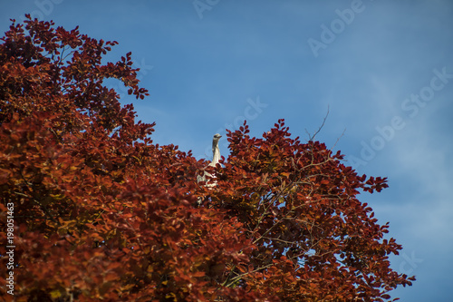 Heron on the red tree photo