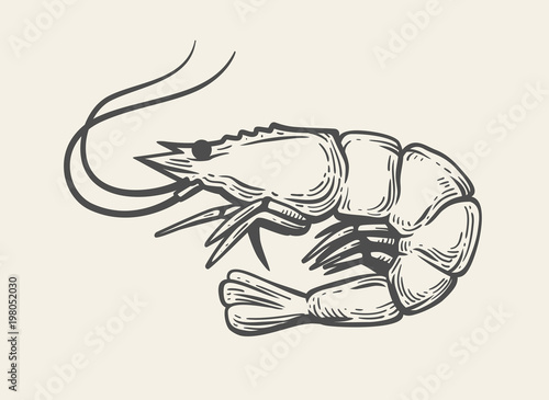 Prawn or Shrimp vector