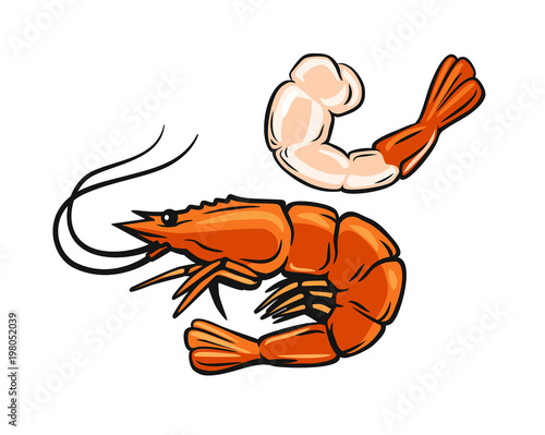 Prawn or Shrimp vector