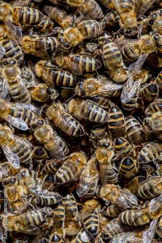 bee,  swarm, honey
