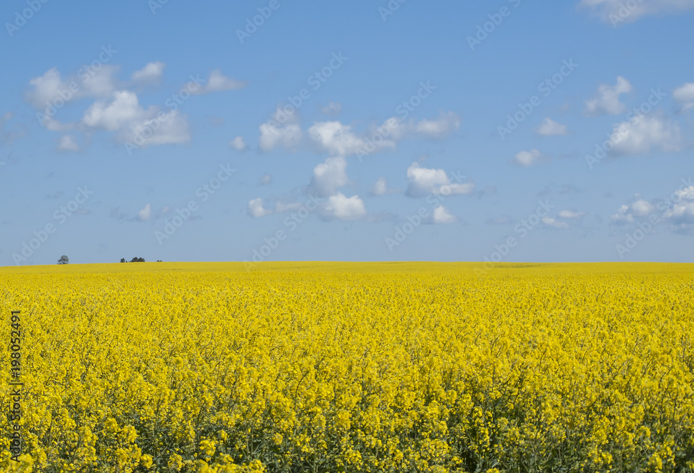 yellow field yellow field