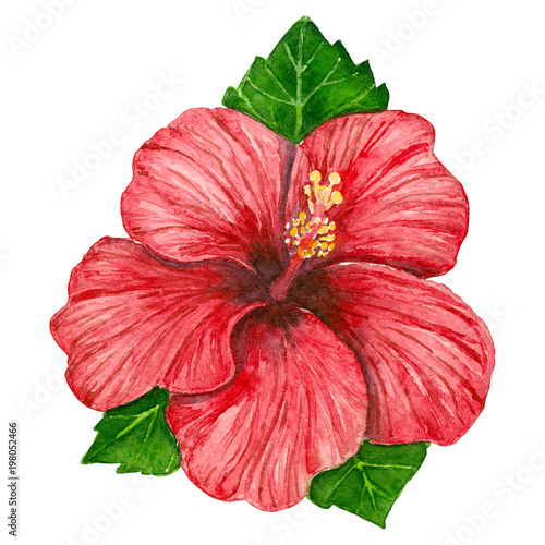 Hibiscus flower and leaves painted with watercolors on white background. Element for design.