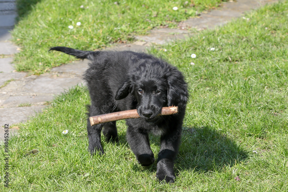 Obraz premium A young dog in a garden