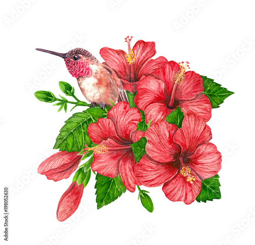 Bouquet of hibiscus flowers and hummingbird painted with watercolors on white background.