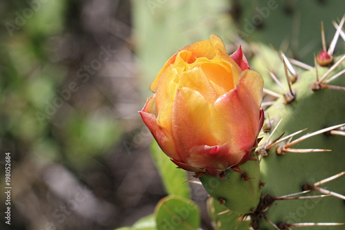 Wallpaper Mural Orange cactus flower on blurred background Torontodigital.ca