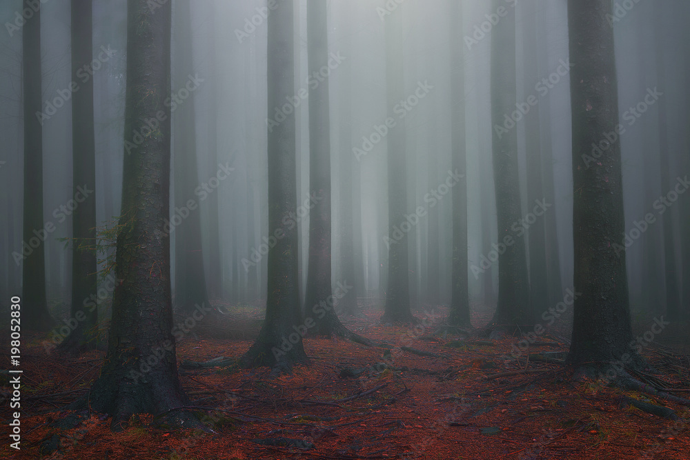 Fototapeta premium foggy fantasy dreamy forest