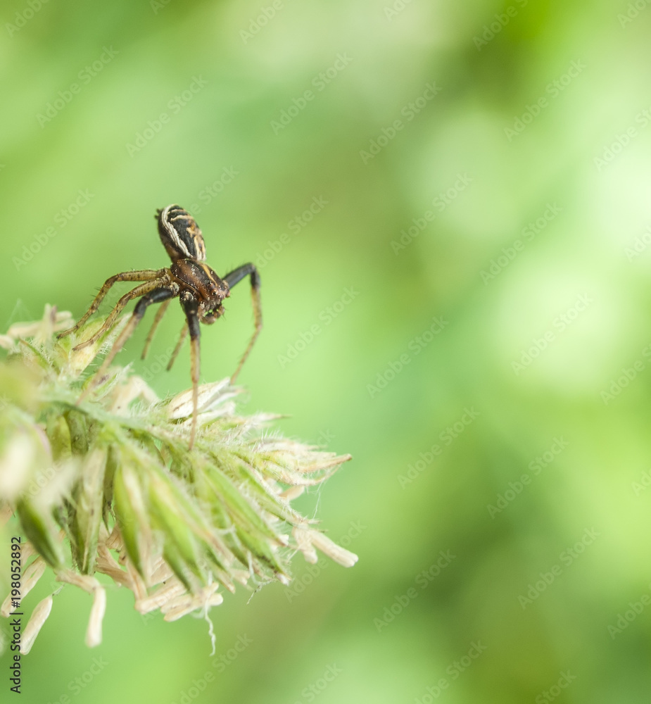 spider spider