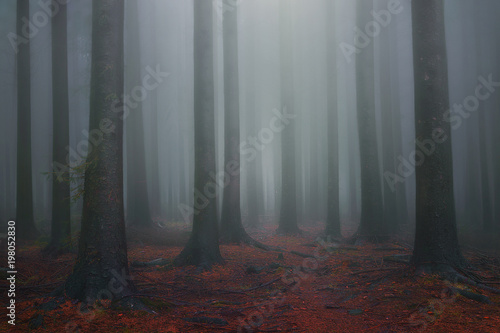 Obraz na plátně foggy fantasy dreamy forest