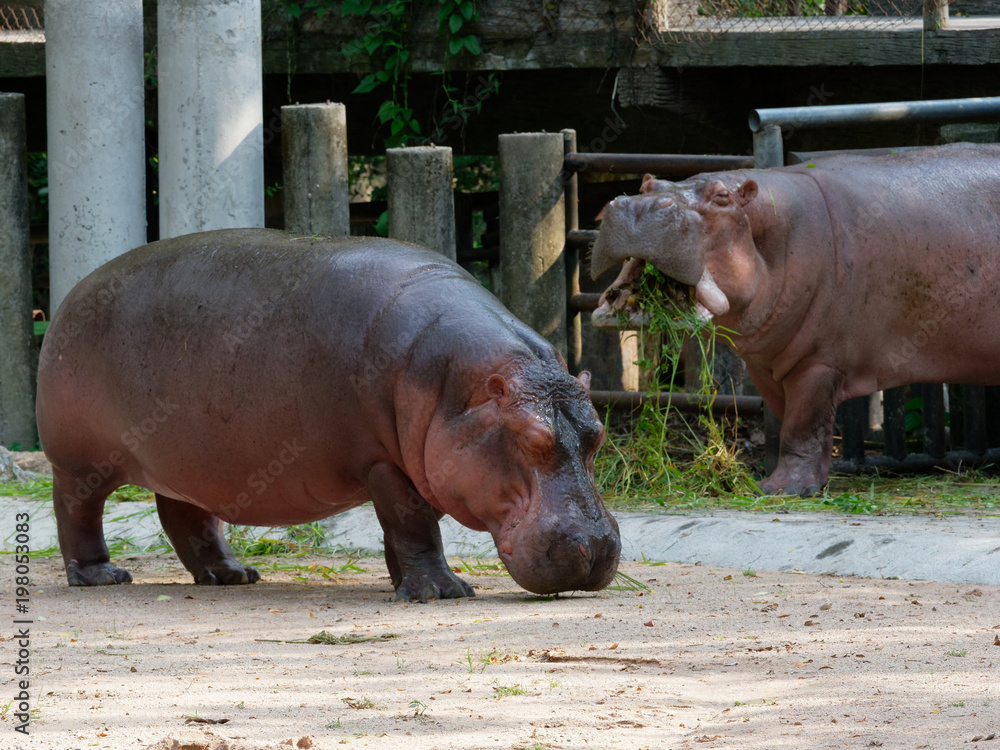 Hippopotamus or hippo eating green grass in a zoo with opened mouth over fence background Hippopotamus or hippo eating green grass in a zoo with opened mouth over fence background