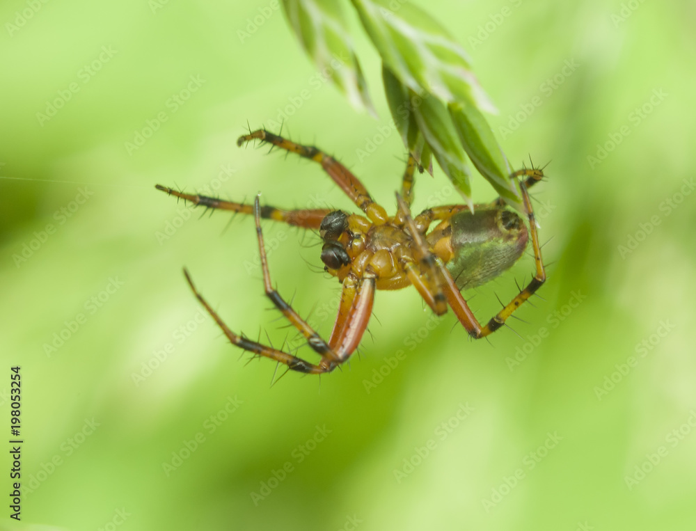 Fototapeta premium spider