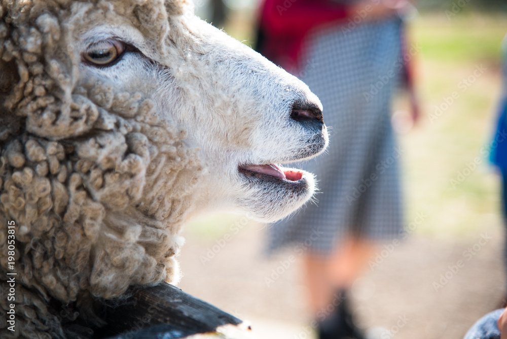 羊 餌やり 横顔 Stock Photo Adobe Stock