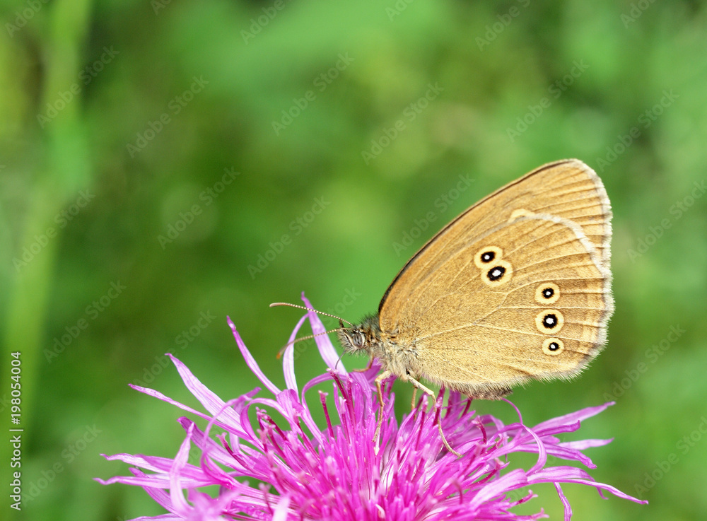 Fototapeta premium butterfly