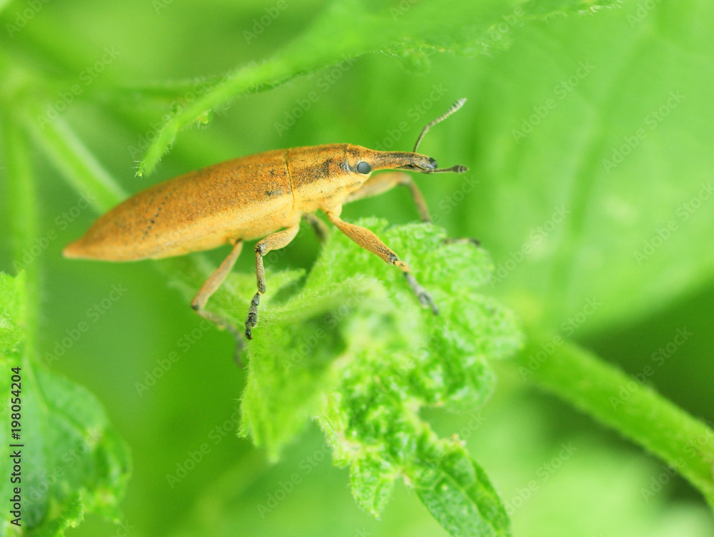 Naklejka premium beetle