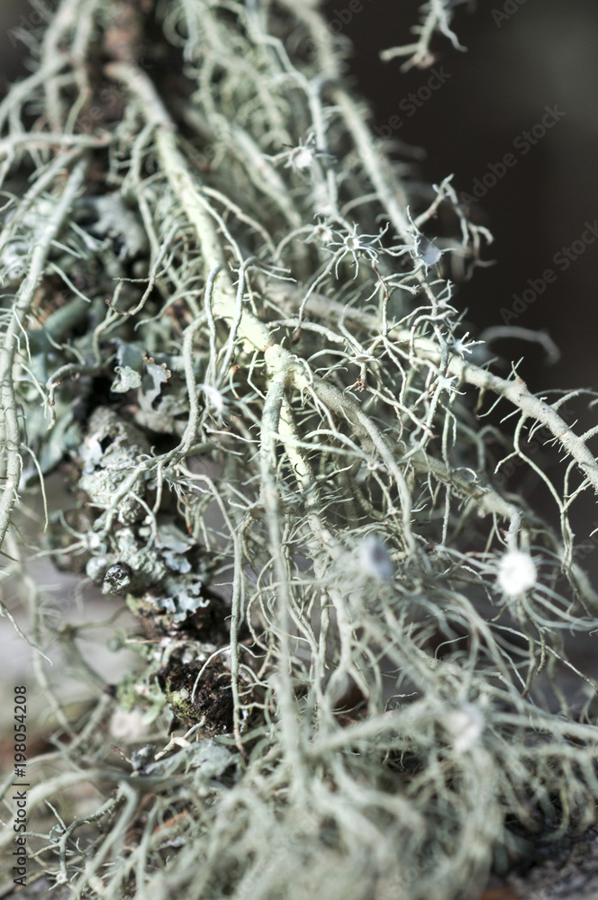 A tree covered with leafy foliose lichens and shrubby fruticose lichens A tree covered with leafy foliose lichens and shrubby fruticose lichens
