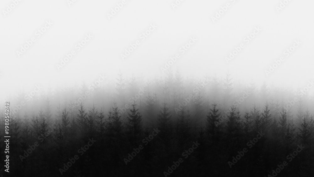 Naklejka premium odległy las w czerni i bieli i przestrzeni kopii