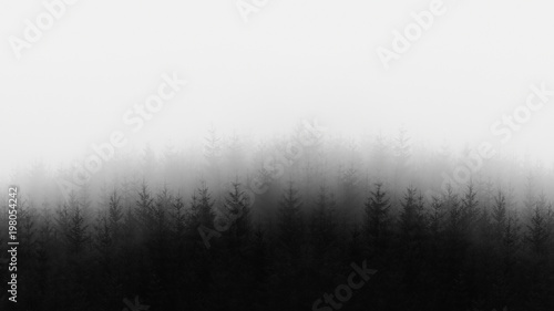 distant forest in black and white and copy space photo