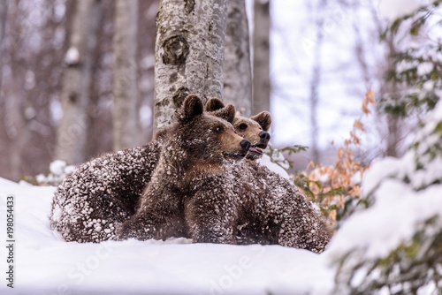 Bear in winter time. Bear bruin in the forest. 