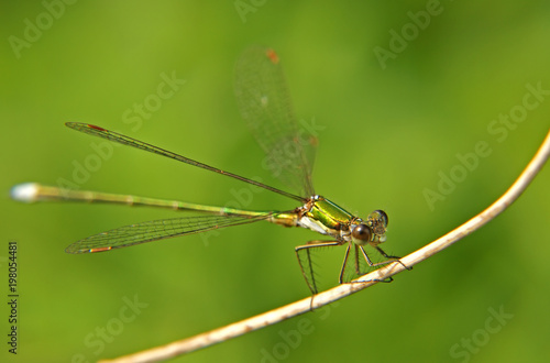 dragonfly © Marzena
