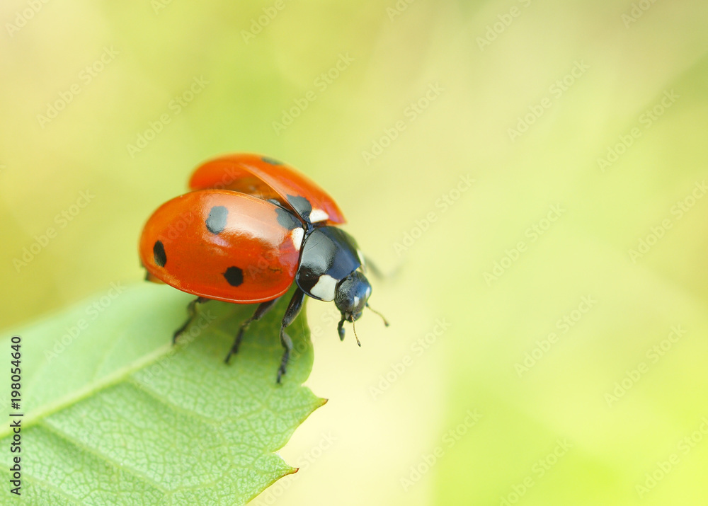 ladybug ladybug